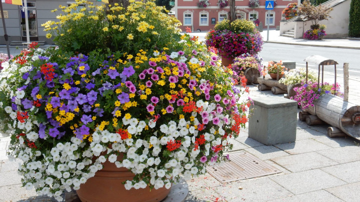 Blumenolympiade 2018 – Moosburg ist die schönste Marktgemeinde!