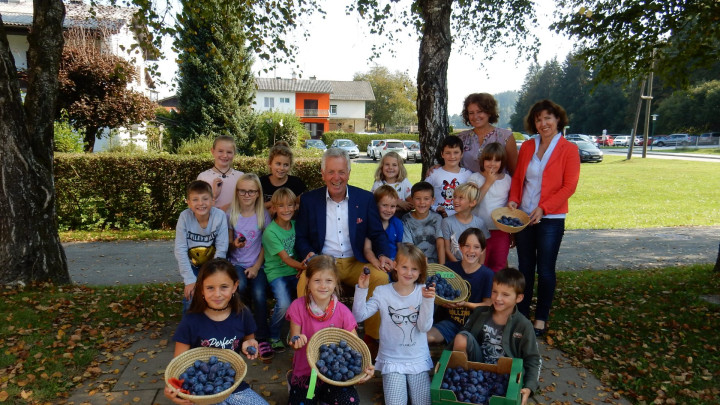 Zwetschkenkorb für helle Köpfe