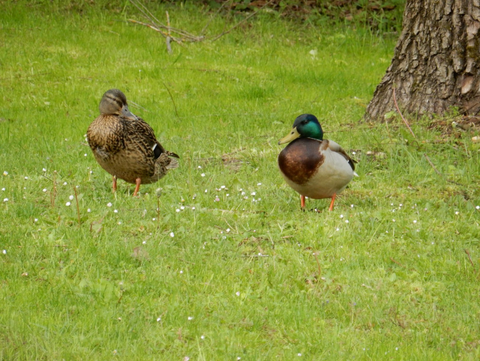 DSCN3771 DSCN3771