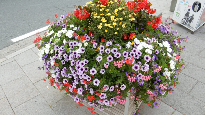 Gold für die Blumenpracht