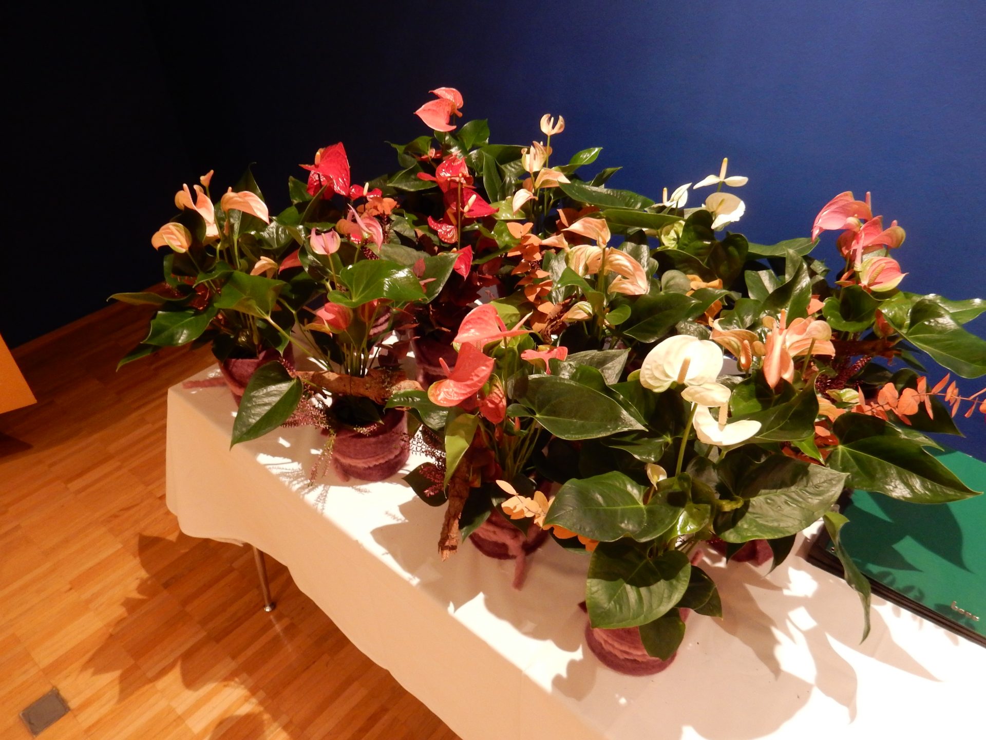 Abschlussabend Blumenolympiade 2019