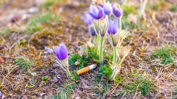 ...und überall liegt eine Tschick!