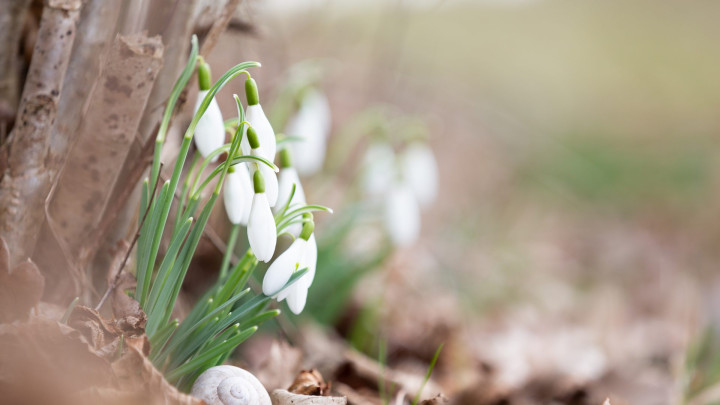 Der Frühling ist da!