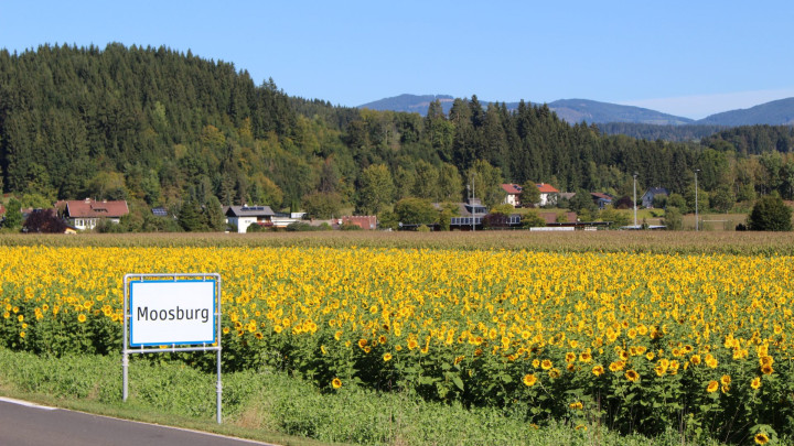 Sonnenblumen für die Bienen