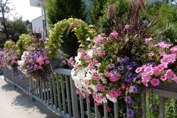 Blumen 2021 Brücke Blumen 2021 Brücke