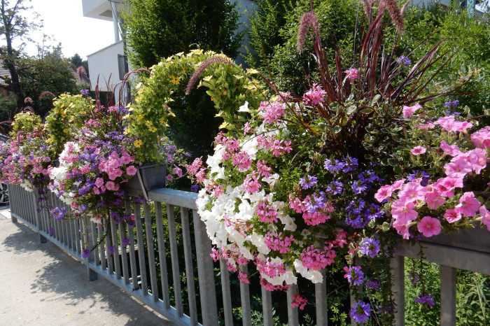 Blumen 2021 Brücke Blumen 2021 Brücke