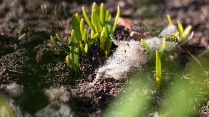 Schafwolle als Dünger für Garten und Blumenkistl