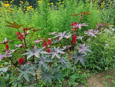 20220806_141102 20220806_141102