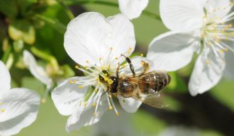 Kärntner Bienenwirtschaftsgesetz – K-BiWG; Meldung nach § 5 Abs. 2