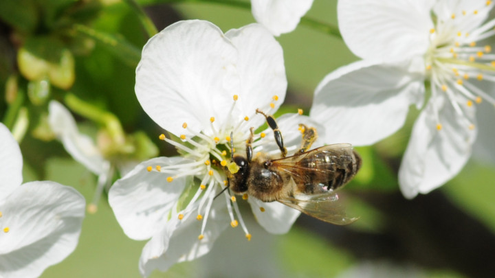 Kärntner Bienenwirtschaftsgesetz – Meldung nach § 5 Abs. 2