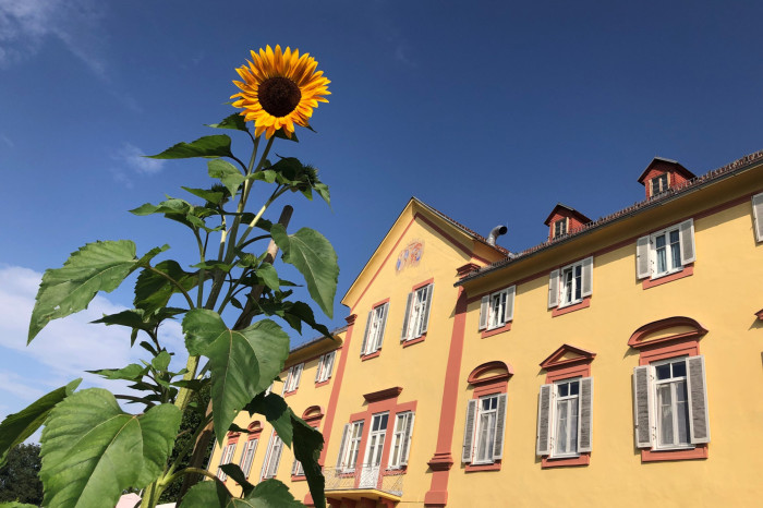 Sonnenblume 1