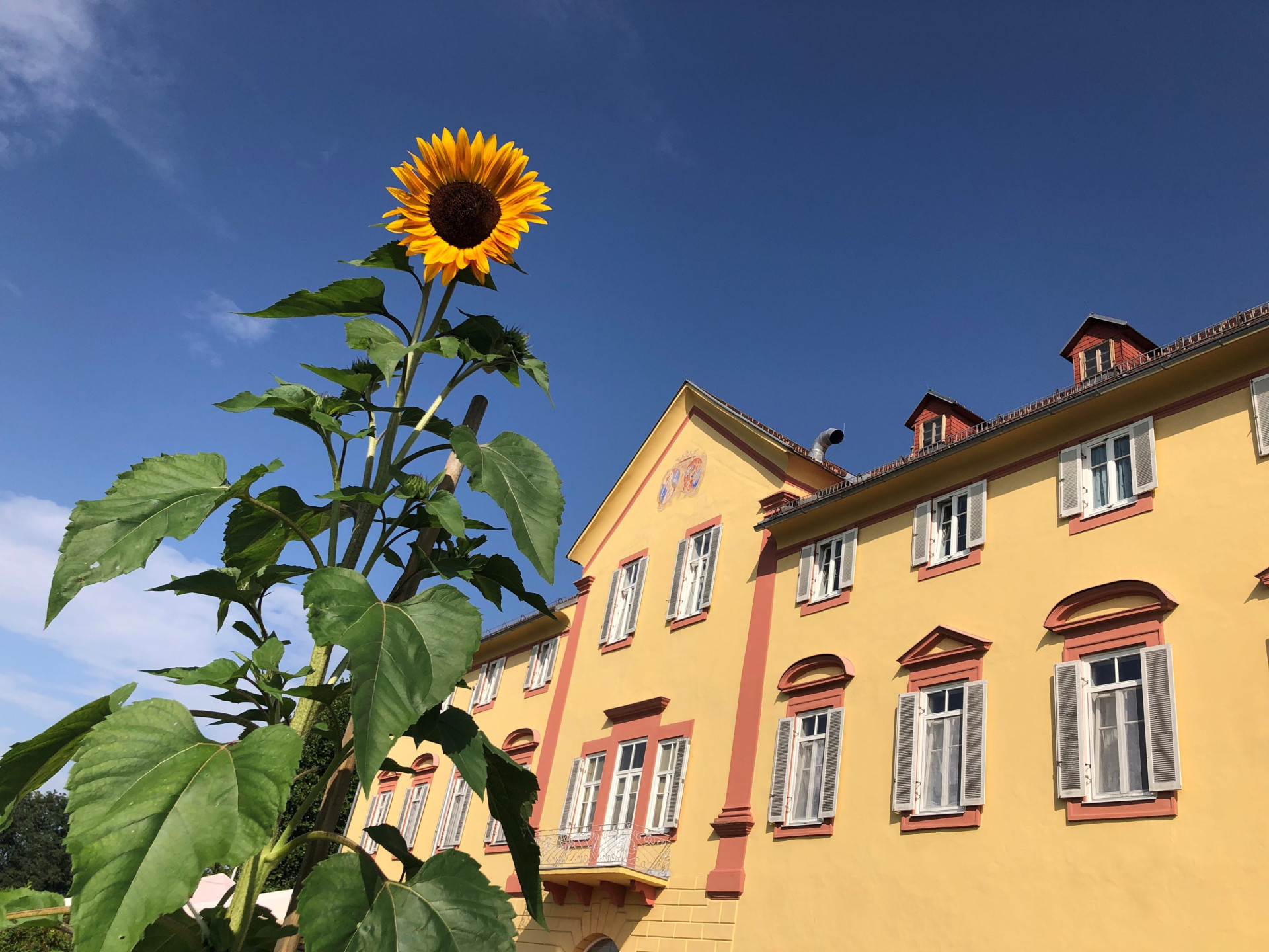 Sonnenblume 1 Sonnenblume 1