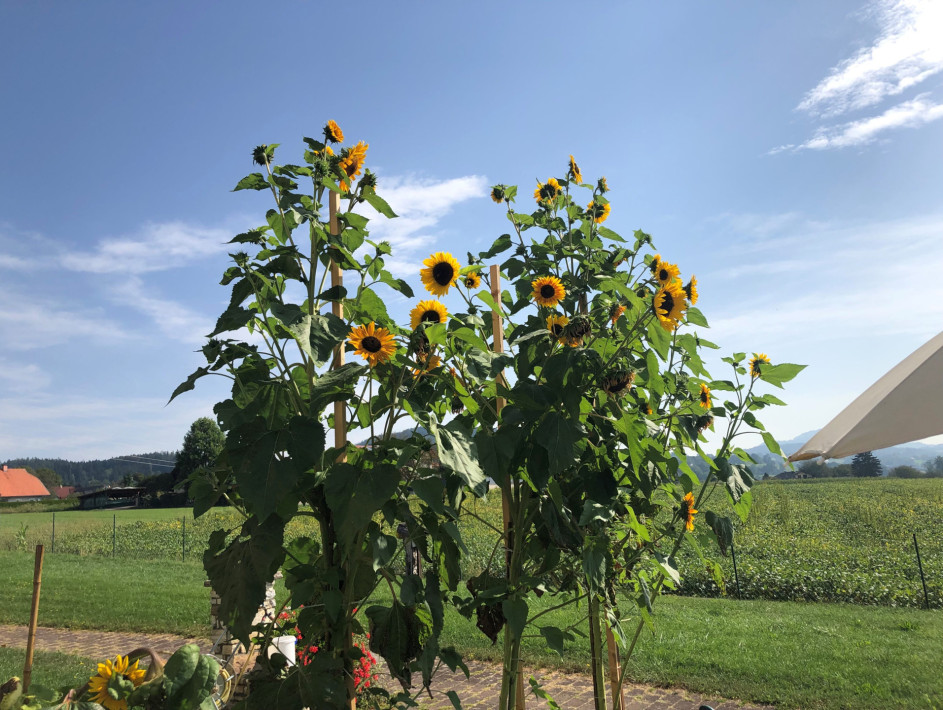 Sonnenblume 2