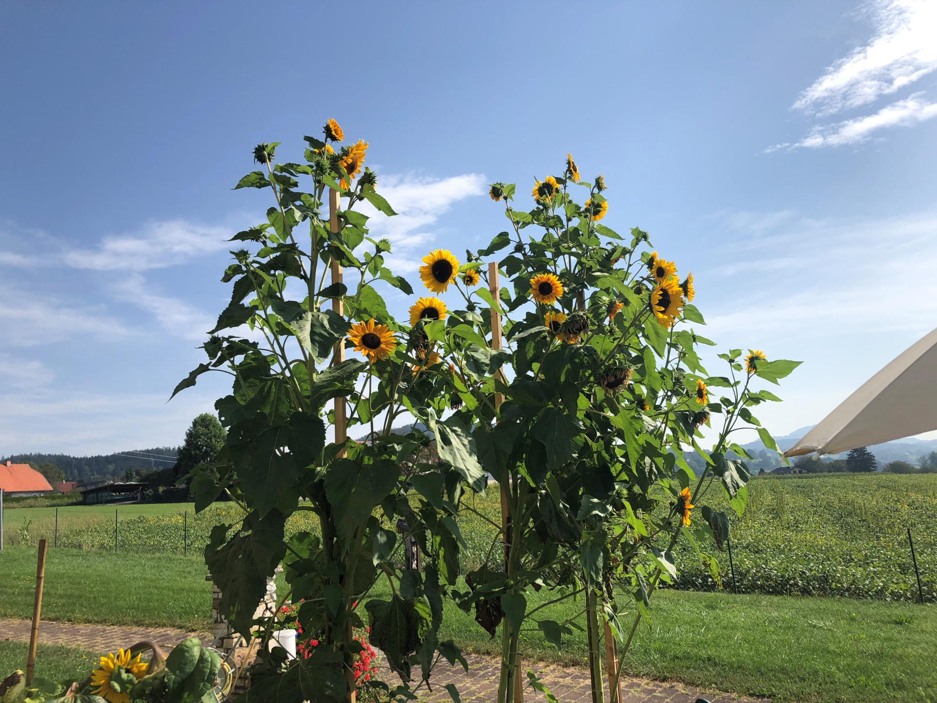 Sonnenblume 2 Sonnenblume 2
