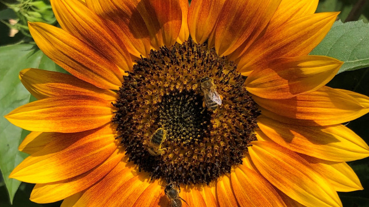 Die Sonne im Herzen