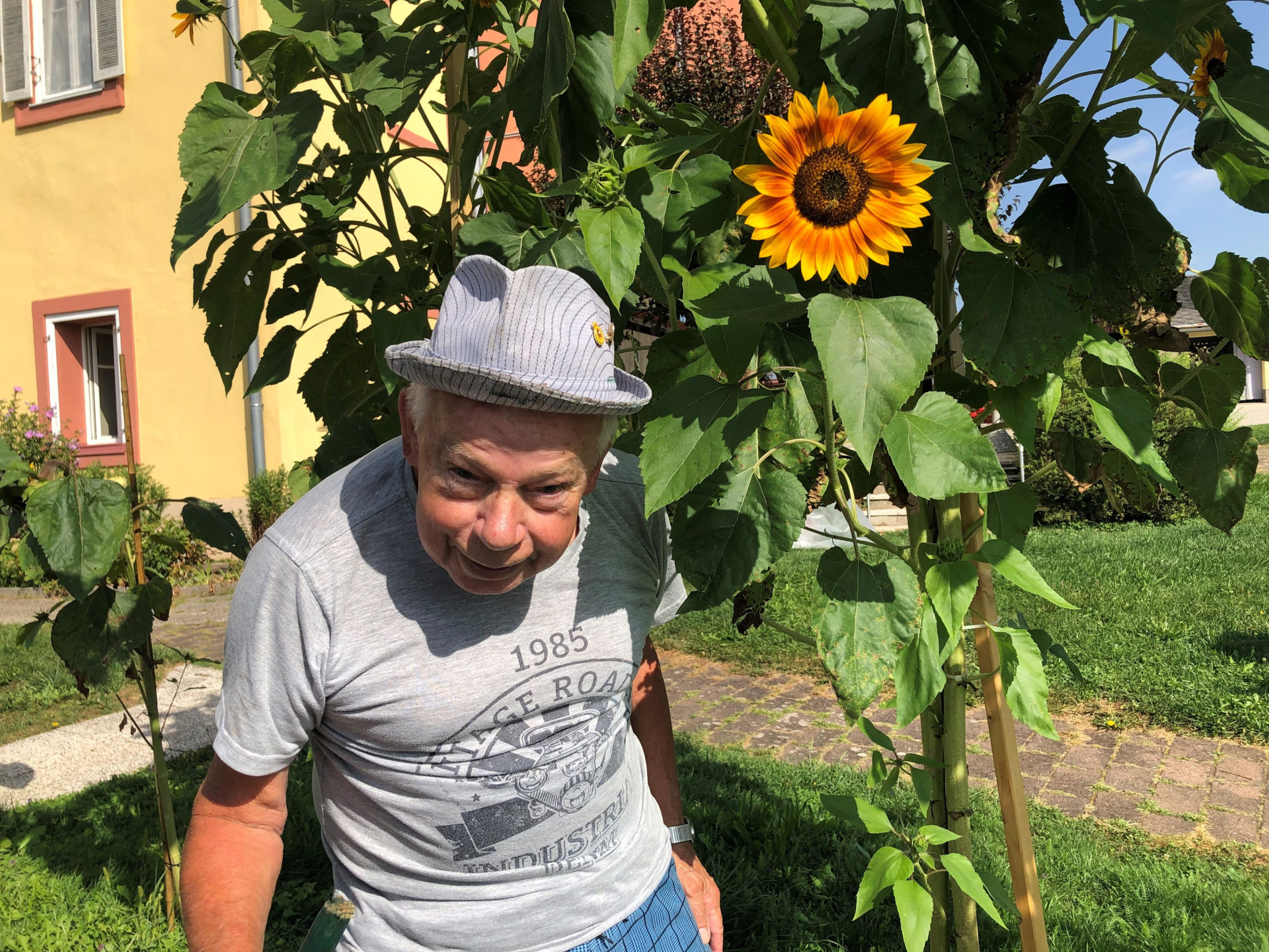 Sonnenblume 5 Walter Sonnenblume 5 Walter