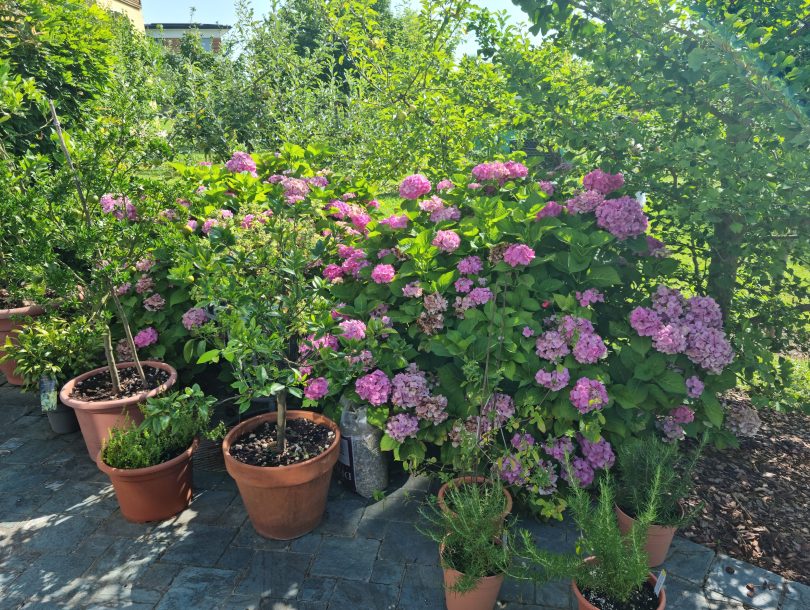 20240731_095458 20240731_095458