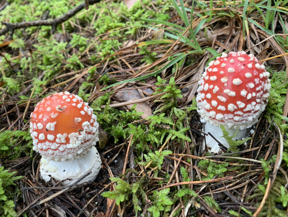 image00025 image00025