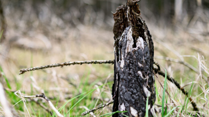 Waldbrandprävention-wichtiger den je