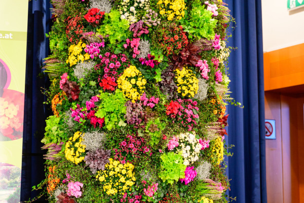 Blumenolympiade 2025 Blumenolympiade 2025