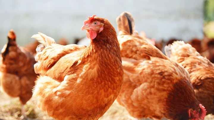 Stallhaltepflicht für Hühner