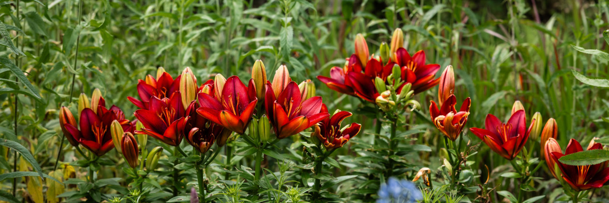 Paradiesgarten Moosburg